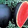 Water Melon Blacktail Mountain